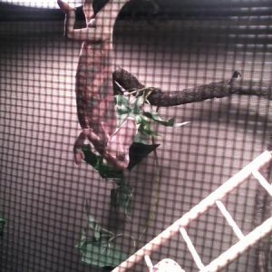 Hanging upside down