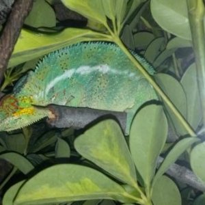 Adult Sleeping