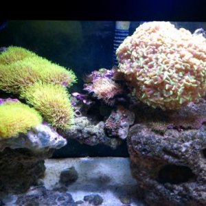 Some of my Corals