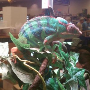Panther Chameleon at an Expo asking $600?