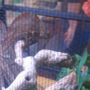 What kind of chameleon is this? It was at the Expo