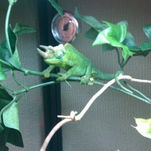 Jackson Chameleon at the Expo asking price $60