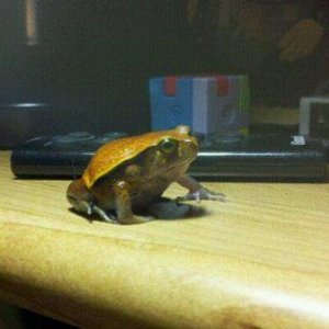 Tomato Frog named Zelda