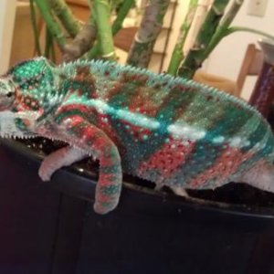 Here he is planning his escape while i clean his enclosure.