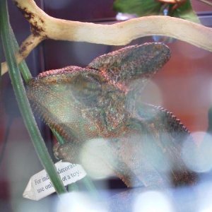 Sunset Veil Chameleon at my LPS