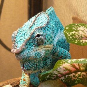 LSC WC Nosey Faly Breeder - Nosey Wales