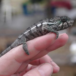 Circle Side Male