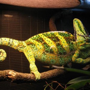 Zeus 
2.12.12