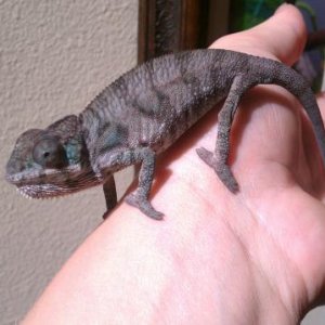 Hes getting bigger! Still haven't got him home though :(