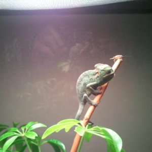 Cera baby vield 2.5 months old. From the chameleon farm. Look them up on facebook.
2012 02 12 13.20.17