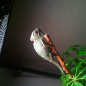 2012 02 12 11.37.22