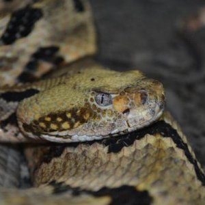 Timber Rattlesnake