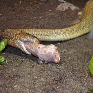 King Cobra Feeding