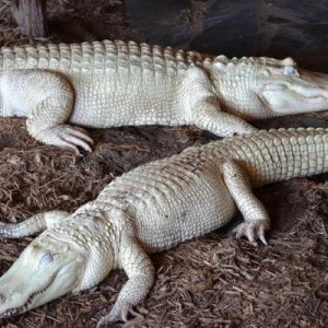 Albino Gator