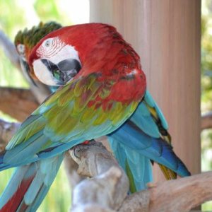 Macaw