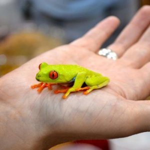 Red Eyed Tree Frog