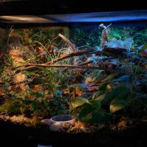 first colonys terrarium