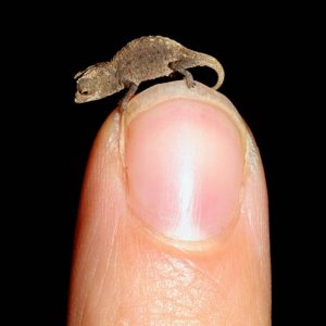 Not my picture! Image source: http://www.msnbc.msn.com/id/46388892/ns/technology_and_science-science/t/some-spot-color-meet-worlds-tiniest-chameleon/#