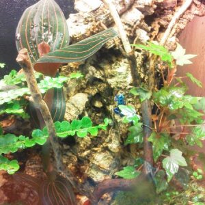Poison Dart Frogs at my LPS