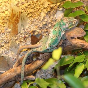 Nosy Faly breeding