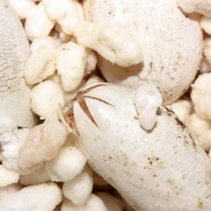 Nosy Faly hatching