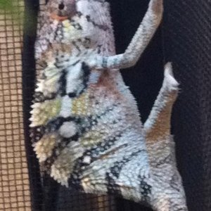 Ziggy when first got