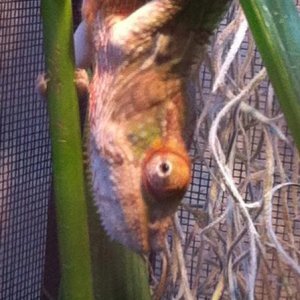 hanging