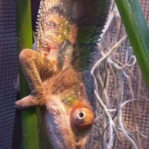 Ziggy hanging around