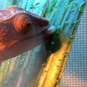 Thirsty chameleon