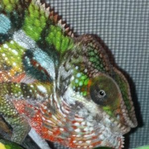 Some more colours after 2nd shedding