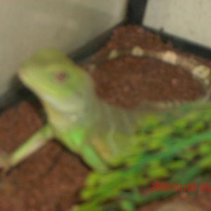 Water Dragon: Hadies
