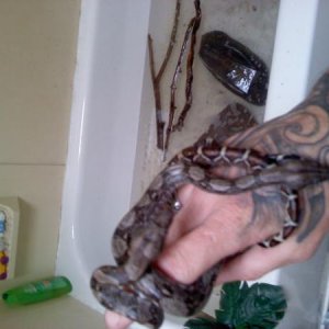 Columbian Red Tail Boa : Madusa