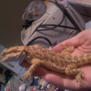 Bearded Dragon: Sadie