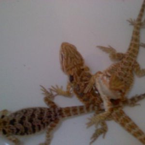 Bearded Dragons: Sadie, Red & Chewwy