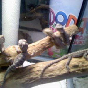 11 Baby Bearded Dragons