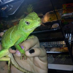 this isn't mine , but it's the one i was looking at in the petshop, they really do look amazing & don't seem to have much attitude or problems with ha