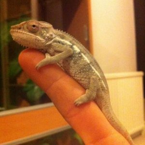first day of getting him (3 months old)