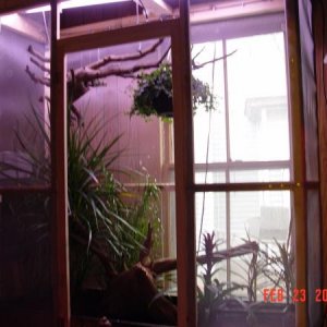 Check out the hanging root system and the creeping fig i just installed.