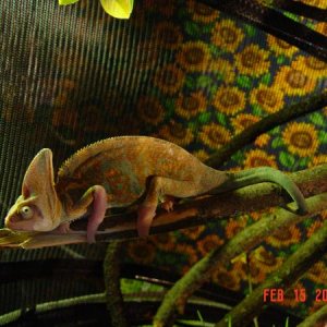 And here we have the household chameleon in his native habitat.
