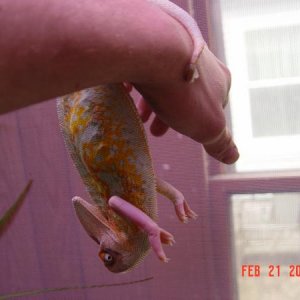 Chameleon-Bat, Chameleon-Bat, Does whatever a Chameleon-Bat doess!