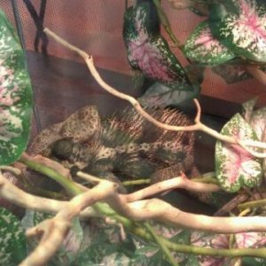 Giant Verrucosus Chameleon @ my lps $300