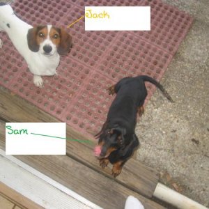 Jack, my one year old male black/white/brown piebald standardbred dachshund.

Sam, my four year old male black/tan mini dachshund.