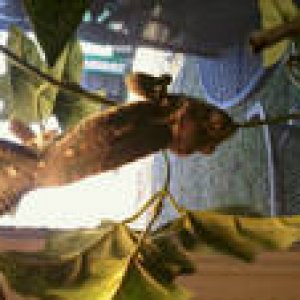 Rex, my male veiled chameleon at 8 months hanging upside down