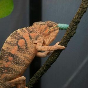 Athena chowin' down on a hornworm.