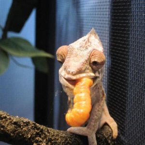 Ury smokin' a butterworm.