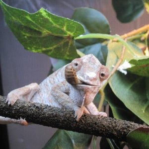 Ury smokin' a dubia.