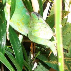 Clair after a shed