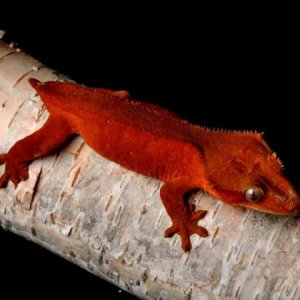 Sherriff BRIGHT SOLID RED male