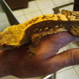 Hercules crowned male pinner
