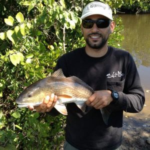 Nice naples redfish